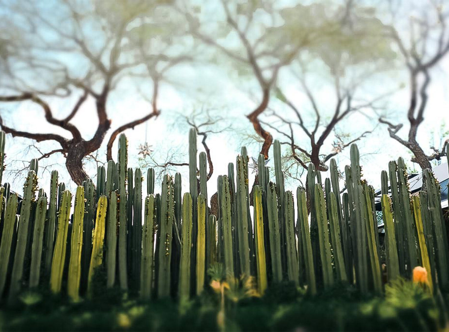 Our Habitas San Miguel An oasis of cacti