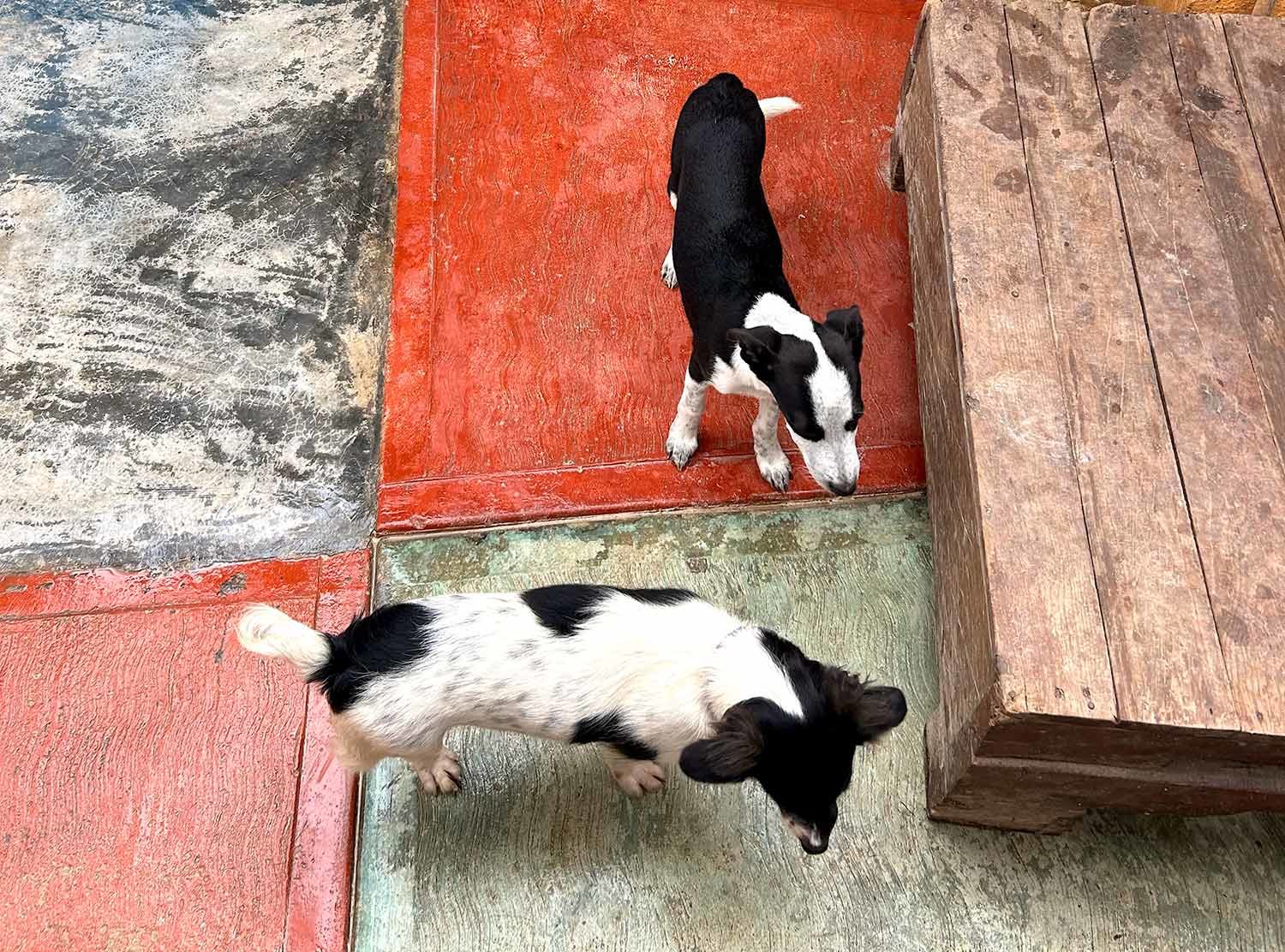Nômade Holbox This was one of my holiday highlights, getting to hang out and beach walk with these wonderful creatures from Refugio Holbox